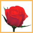 Red Rose Day