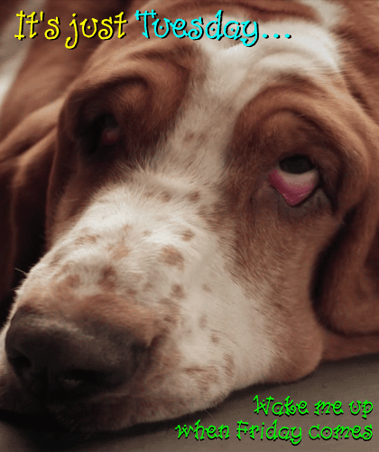 My Tuesday Toons Card...