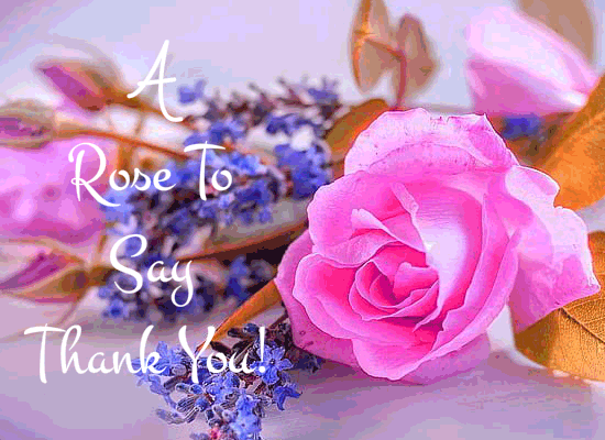 A Lovely Rose To Thank You!