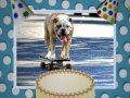 Happy Birthday, Bulldog Style!