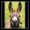Donkey Birthday Greeting For Friend.