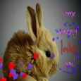 Some Bunny Love Code.