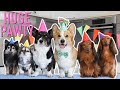 7th BIRTHDAY PAWTY! - Topi the Corgi