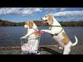 Dogs' Epic Shopping Cart Voyage:...