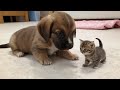 cute puppy and cat